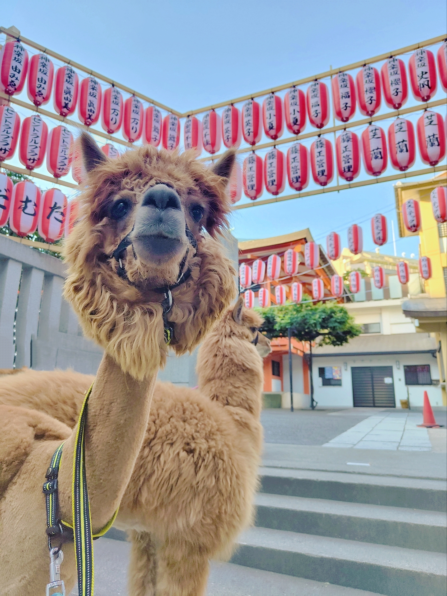 アルパカのことを良く知ろう！ – 神楽坂まち飛びフェスタ